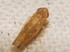 Psammotettix alienus