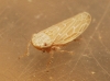 Psammotettix cf. alienus