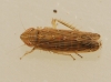 Psammotettix cf. alienus