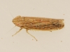 Psammotettix cf. alienus
