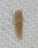 Psammotettix cf. alienus