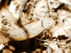 Psammotettix cf. alienus