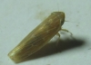 Psammotettix cf. alienus