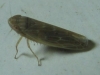 Psammotettix cf. alienus