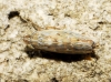 Psammotettix cf. alienus