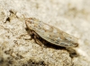 Psammotettix cf. alienus