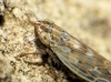 Psammotettix cf. alienus