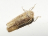 Psammotettix cf. alienus