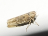 Psammotettix cf. alienus