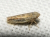 Psammotettix cf. alienus