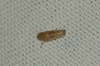 Psammotettix sp.