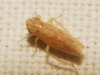 Psammotettix sp.