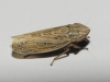 Psammotettix sp.
