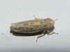Psammotettix sp.