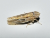 Psammotettix sp.