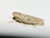 Psammotettix sp.