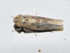 Psammotettix sp.