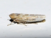Psammotettix sp.