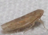 Psammotettix sp.