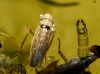 Psammotettix sp.