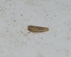 Psammotettix sp.
