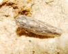 Psammotettix sp.