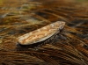 Psammotettix sp.