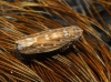 Psammotettix sp.