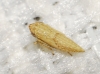 Psammotettix sp.