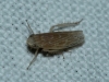 Psammotettix sp.