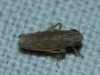 Psammotettix sp.