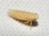 Psammotettix sp.