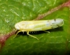 Ribautiana tenerrima