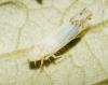 Ribautiana tenerrima