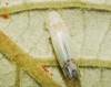Ribautiana tenerrima