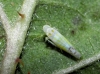 Ribautiana tenerrima