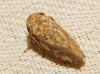 Selenocephalus sp. Selenocephalus sp.