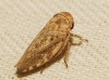 Selenocephalus sp.