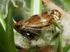 Stegelytra sp.
