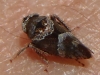 Stegelytra sp.