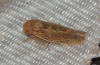 Thamnotettix cf. dilutior