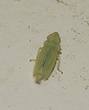 Verdanus sp.