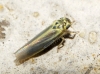 Zyginidia cf. scutellaris