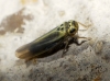 Zyginidia cf. scutellaris