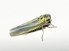 Zyginidia sp.