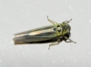 Zyginidia sp.