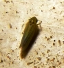 Zyginidia sp.