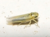 Zyginidia sp.