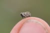Agalmatium sp.