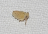 Agalmatium sp.